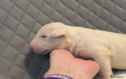 English Bull Terrier dogs for sale: Champion Bloodline English Bull Terrier Puppies  - Image 5