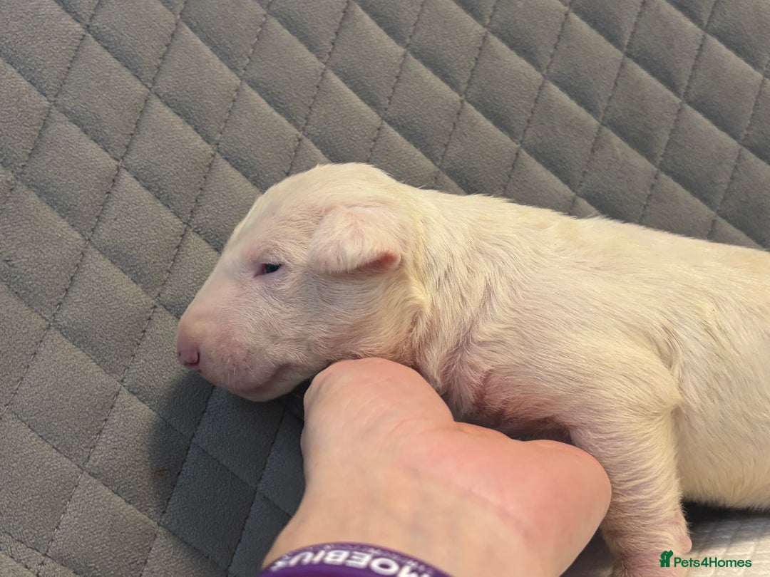 English Bull Terrier dogs for sale: Champion Bloodline English Bull Terrier Puppies  - Image 5