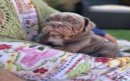 Olde English Bulldogge dogs for sale: 07496730941 : lilac tri Olde English Bulldogges - Image 7