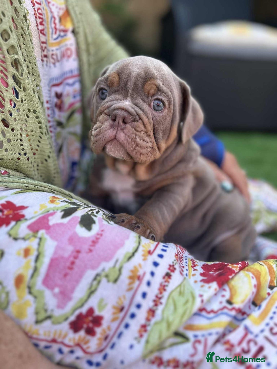 Olde English Bulldogge dogs for sale: 07496730941 : lilac tri Olde English Bulldogges - Image 7
