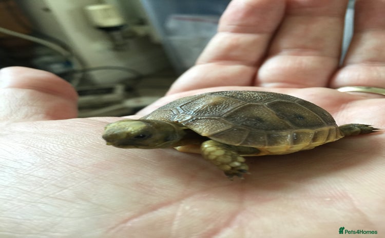 Tortoise reptiles - Advert 1