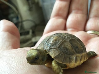 Tortoise reptiles - Advert 31