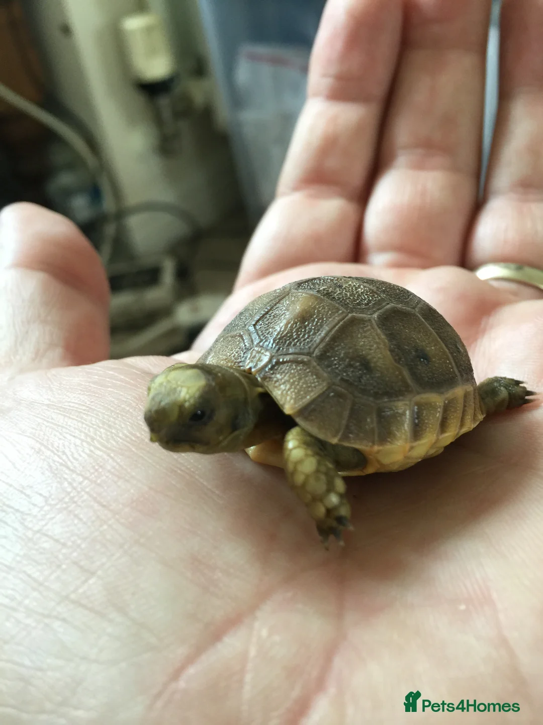 Tortoise reptiles for sale: Baby med spur thigh torotises with full set uo - Advert 1