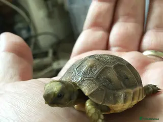 Tortoise reptiles Baby med spur thigh torotises with full set uo - Advert 3