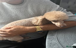 Toy Poodle dogs for sale: Two beautiful toy poodles  - Image 7