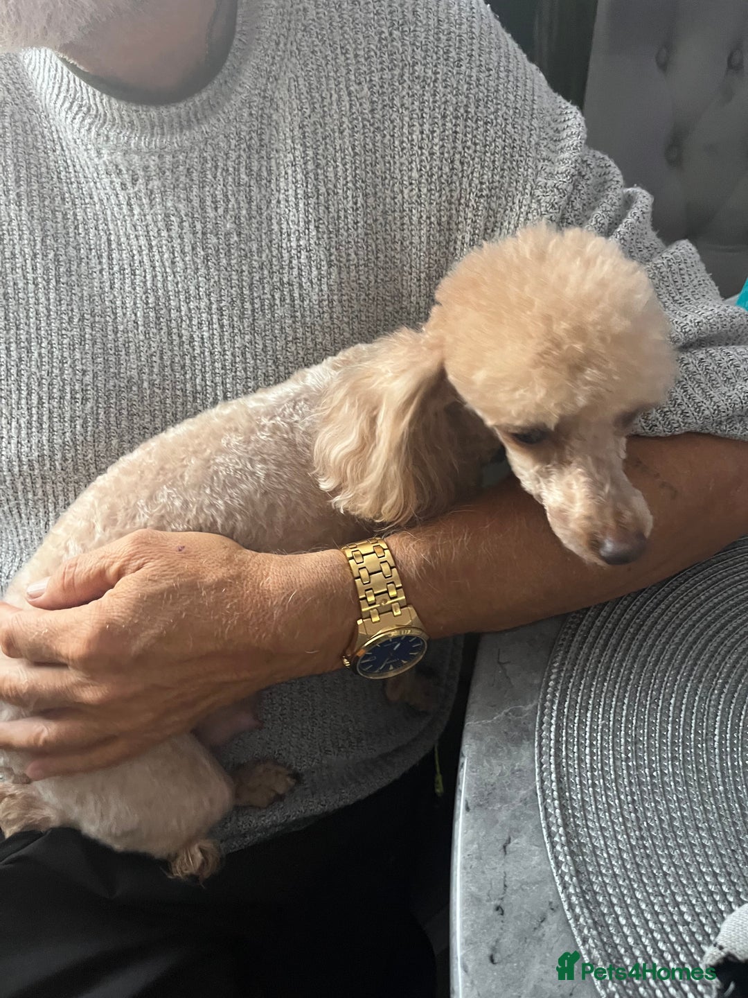 Toy Poodle dogs for sale: Two beautiful toy poodles  - Image 7