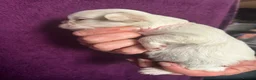 French Bulldog dogs for sale: Fluffy French bulldog puppies - Advert 4