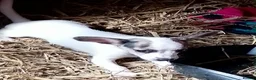 Jack Chi dogs for sale: Adorable jack Russell puppy’s  - Advert 7