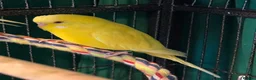 Budgerigars birds for sale: • Bonded pair — male & female young runcorn   ✅ - Advert 8