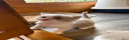 British Shorthair cats for sale: Beautiful TICA Lilac and White Girl  - Advert 4