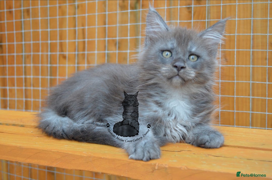 Maine Coon cats for sale: Maine coon kitten silver ticked girl TICA tested - Image 14