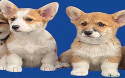 Welsh Corgi Pembroke dogs for sale: Health tested Quality Pembrokeshire Corgie Puppies - Image 2