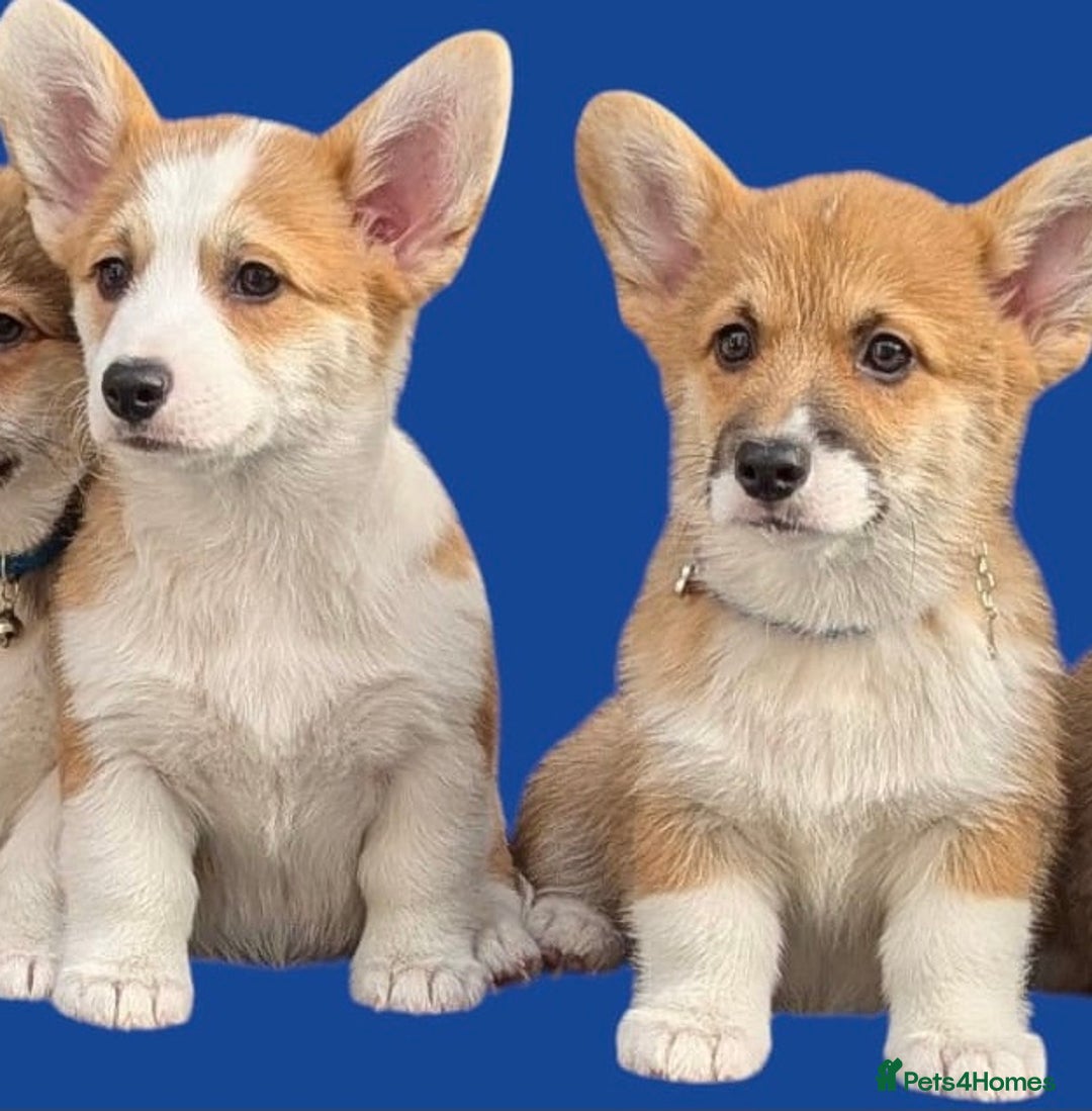 Welsh Corgi Pembroke dogs for sale: Health tested Quality Pembrokeshire Corgie Puppies - Image 2