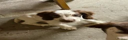 English Springer Spaniel dogs for sale:  Liver & White English Springer Spaniel Puppies - Advert 9