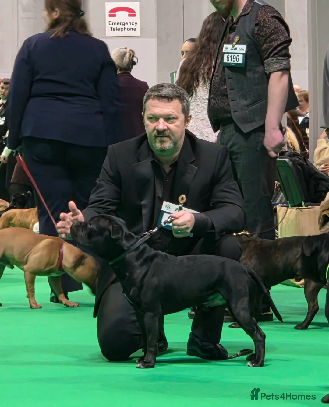 Staffordshire Bull Terrier dogs for sale: KC reg, stunning boy looking for new home - Advert 15