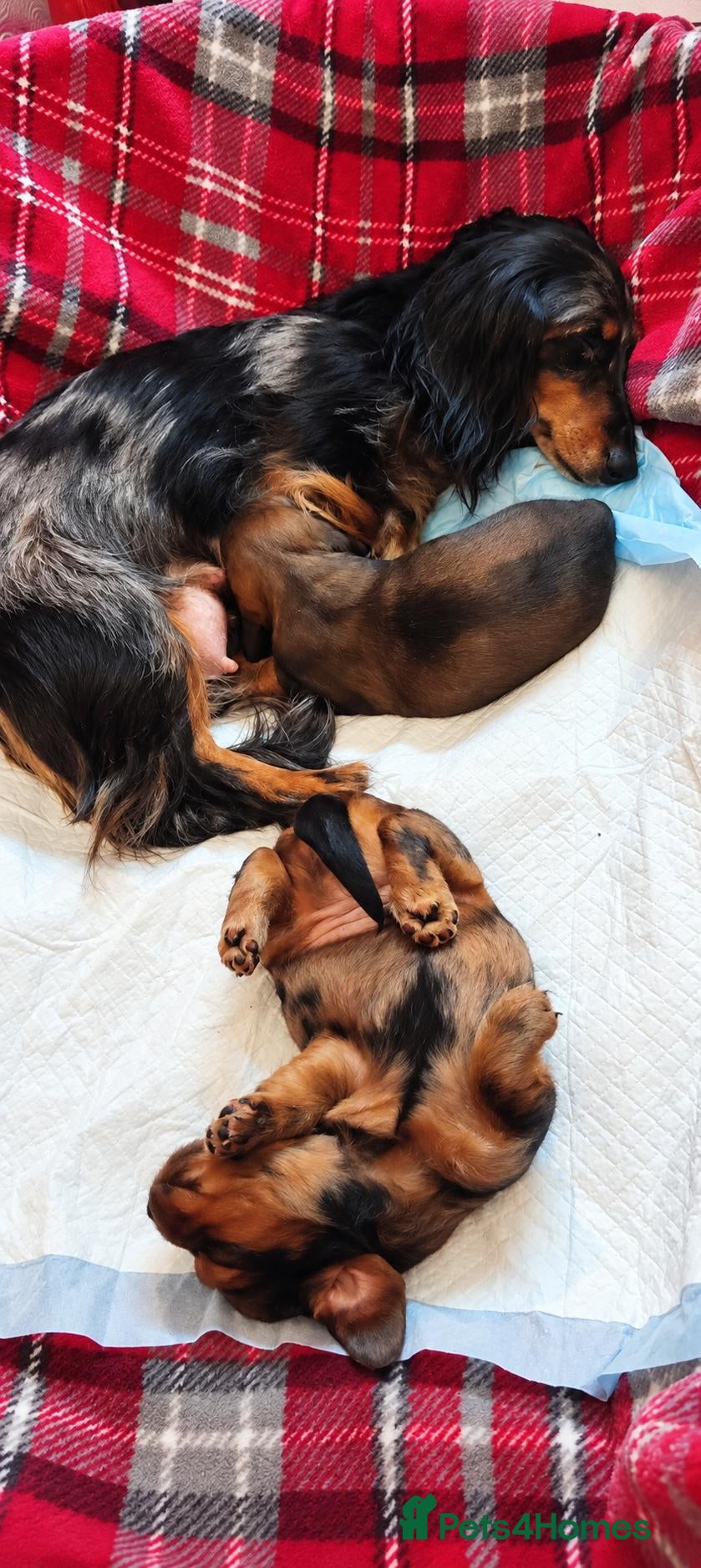 Miniature Dachshund dogs for sale: KC REGISTERED MINIATURE LONG HAIRED DACHSHUND BOYs - Advert 6
