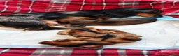 Miniature Dachshund dogs for sale: KC REGISTERED MINIATURE LONG HAIRED DACHSHUND BOYs - Advert 1