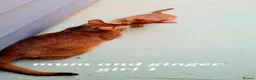 Abyssinian cats for sale: Pedigree tica reg Abyssinians - Advert 16