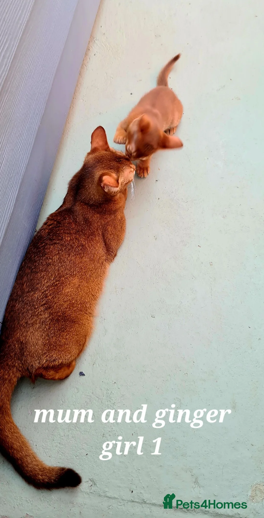 Abyssinian cats for sale: Pedigree tica reg Abyssinians - Advert 16