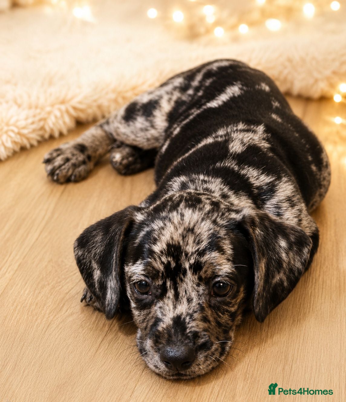 Mixed Breed dogs 🐾 3 gorgeous Miniature French Weiner puppies 🐾  - Advert 16