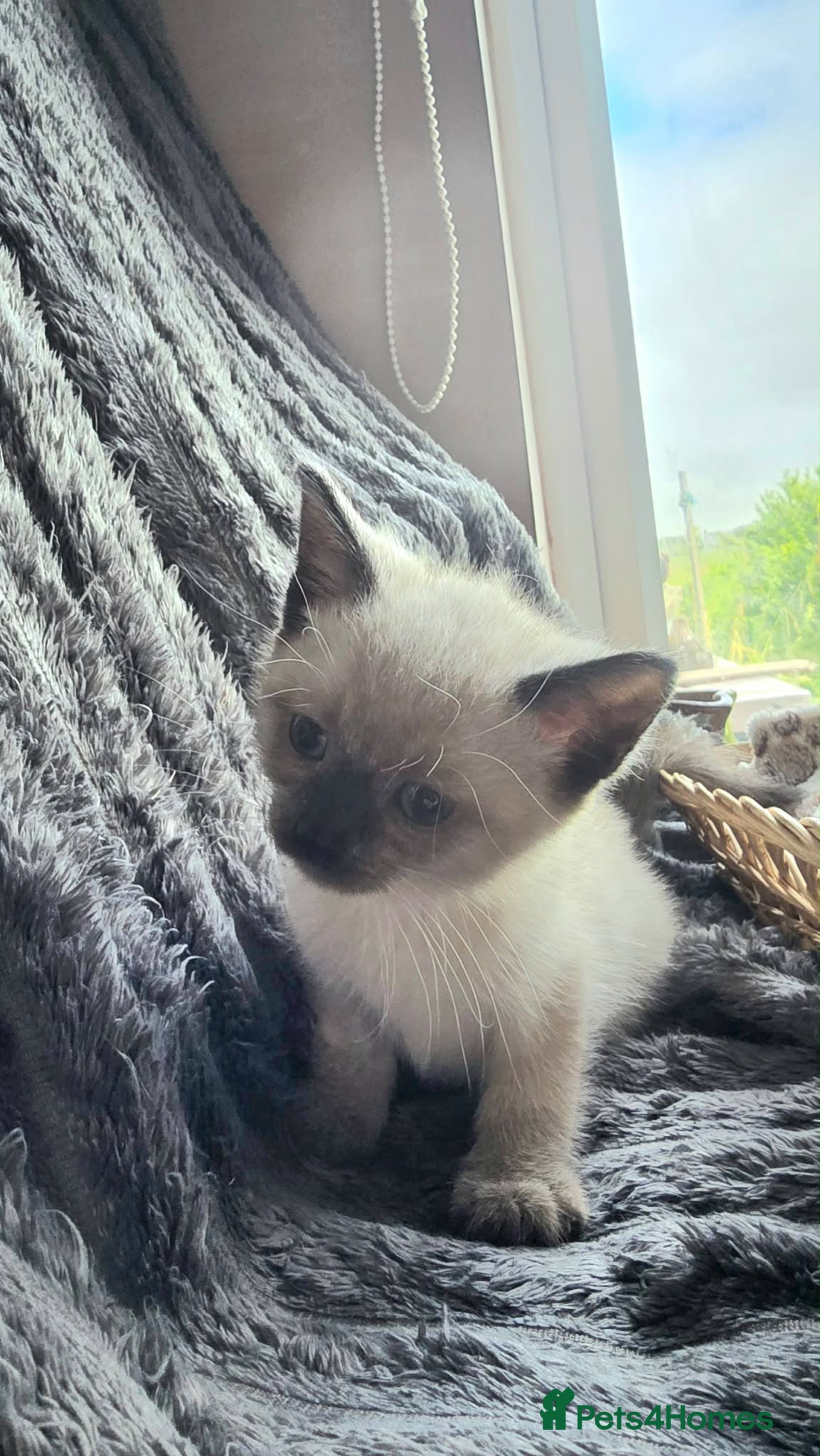 Mixed Breed cats for sale: Gorgeous ragdoll cross kittens  - Advert 3