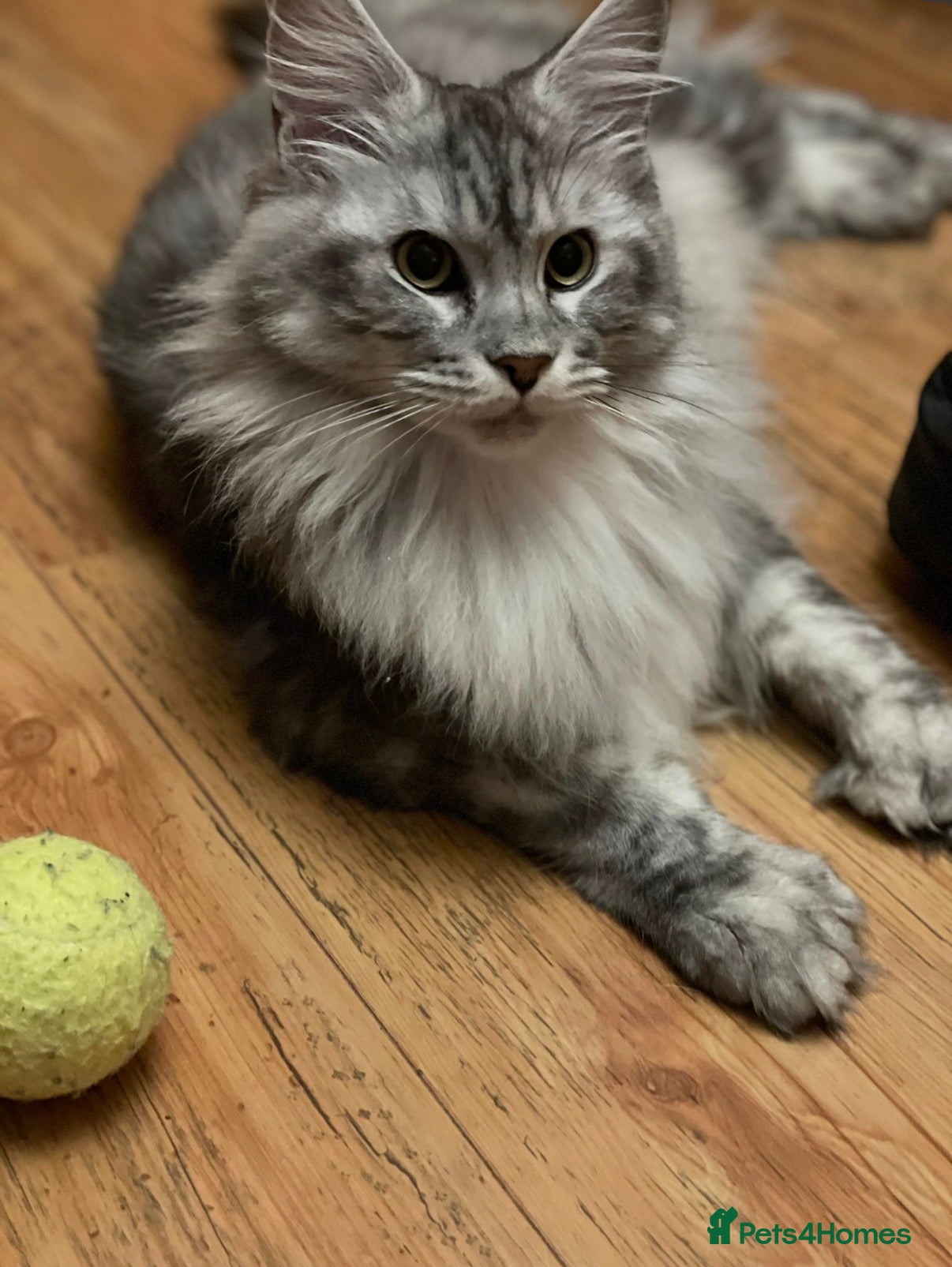 Maine Coon cats 6 STUNNING PEDIGREE TICA REG MAINE COON KITTENS - Advert 1