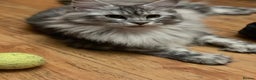 Maine Coon cats for sale: 6 STUNNING PEDIGREE TICA REG MAINE COON KITTENS - Advert 1