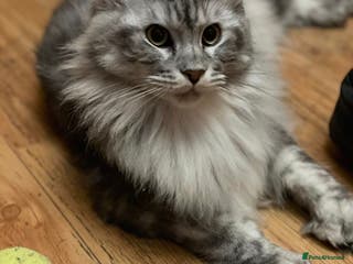 Maine Coon cats 6 STUNNING PEDIGREE TICA REG MAINE COON KITTENS - Advert 5