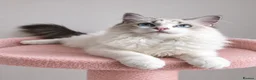 Ragdoll cats for sale: Beautiful TICA Registered Ragdoll Kittens - Advert 15