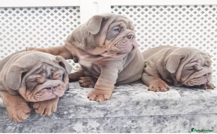 English Bulldog dogs - Advert 8