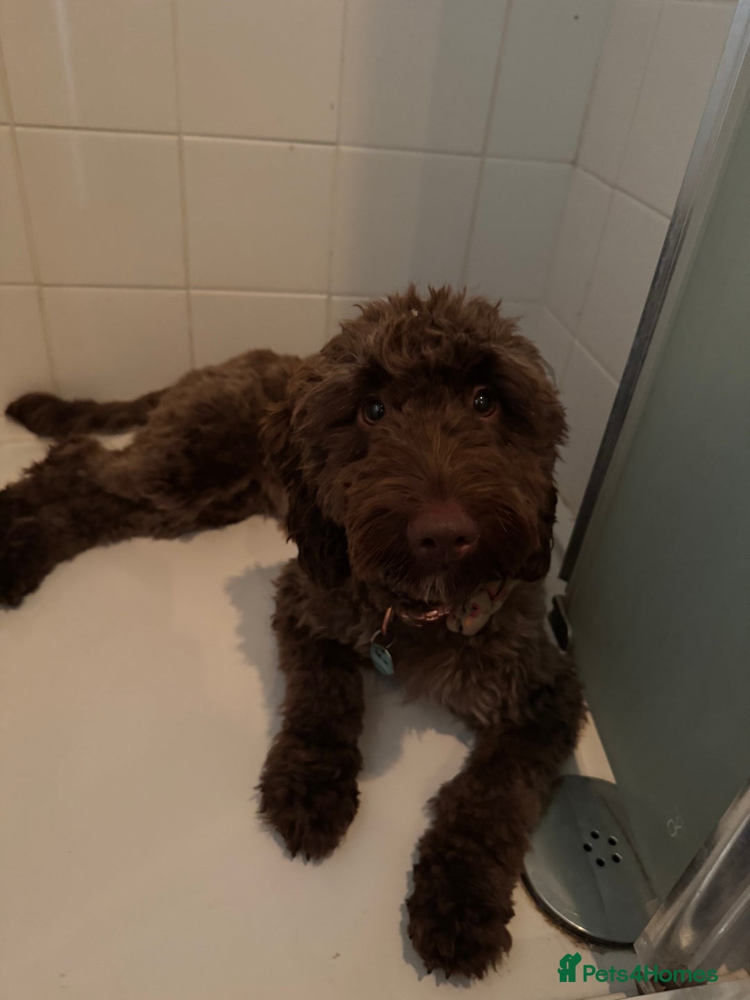 Cockapoo dogs for sale: Beautiful little cockapoo Ruby seeking a new home  - Image 8