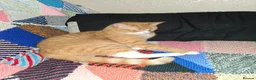 Domestic Shorthair cats for sale: Ginger Male Cat in Kidderminster - Advert 7