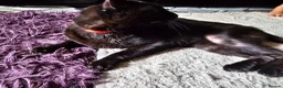 Mixed Breed cats for sale: Black cat - Advert 3