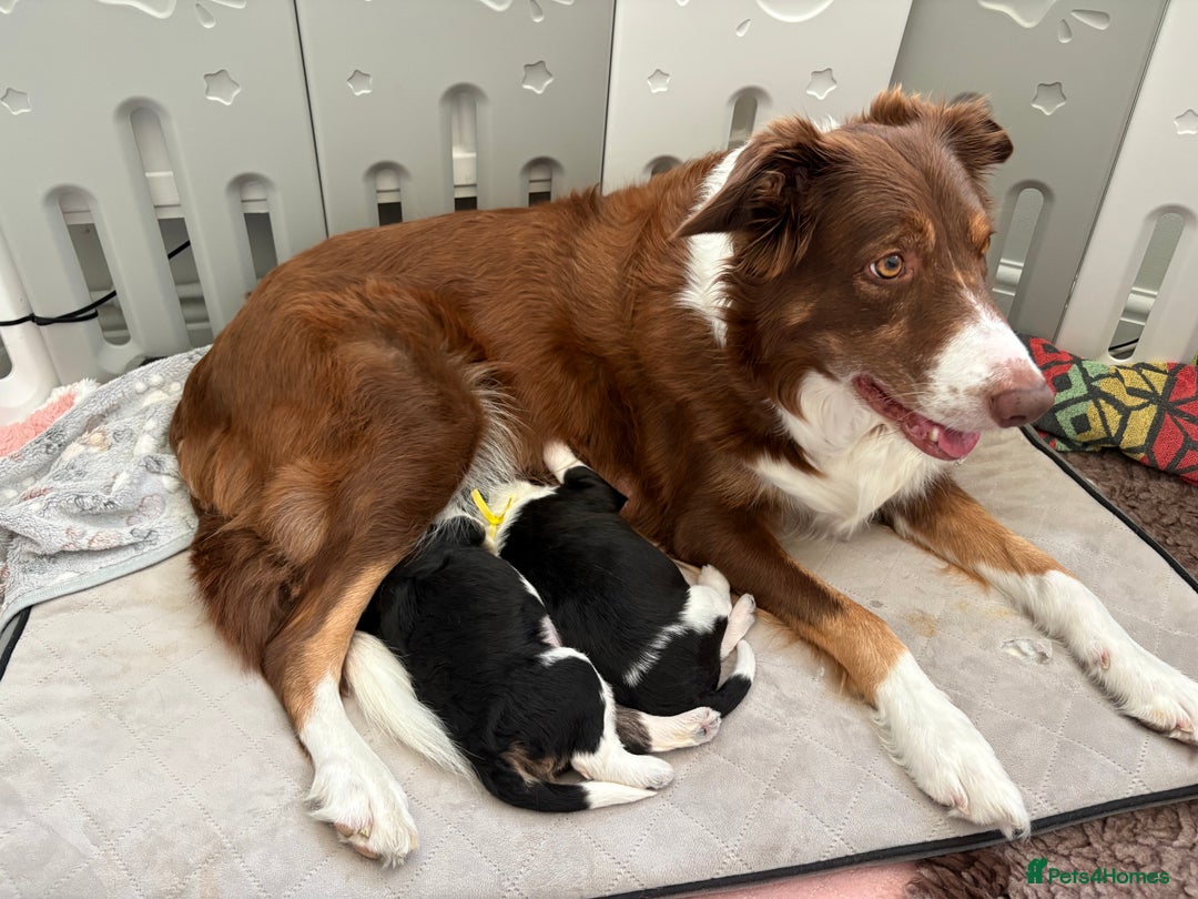 Bordoodle dogs for sale: Bordoodle Pups - Image 40