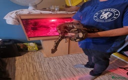 Python Snake reptiles for sale: Female Royal Python  - Image 2