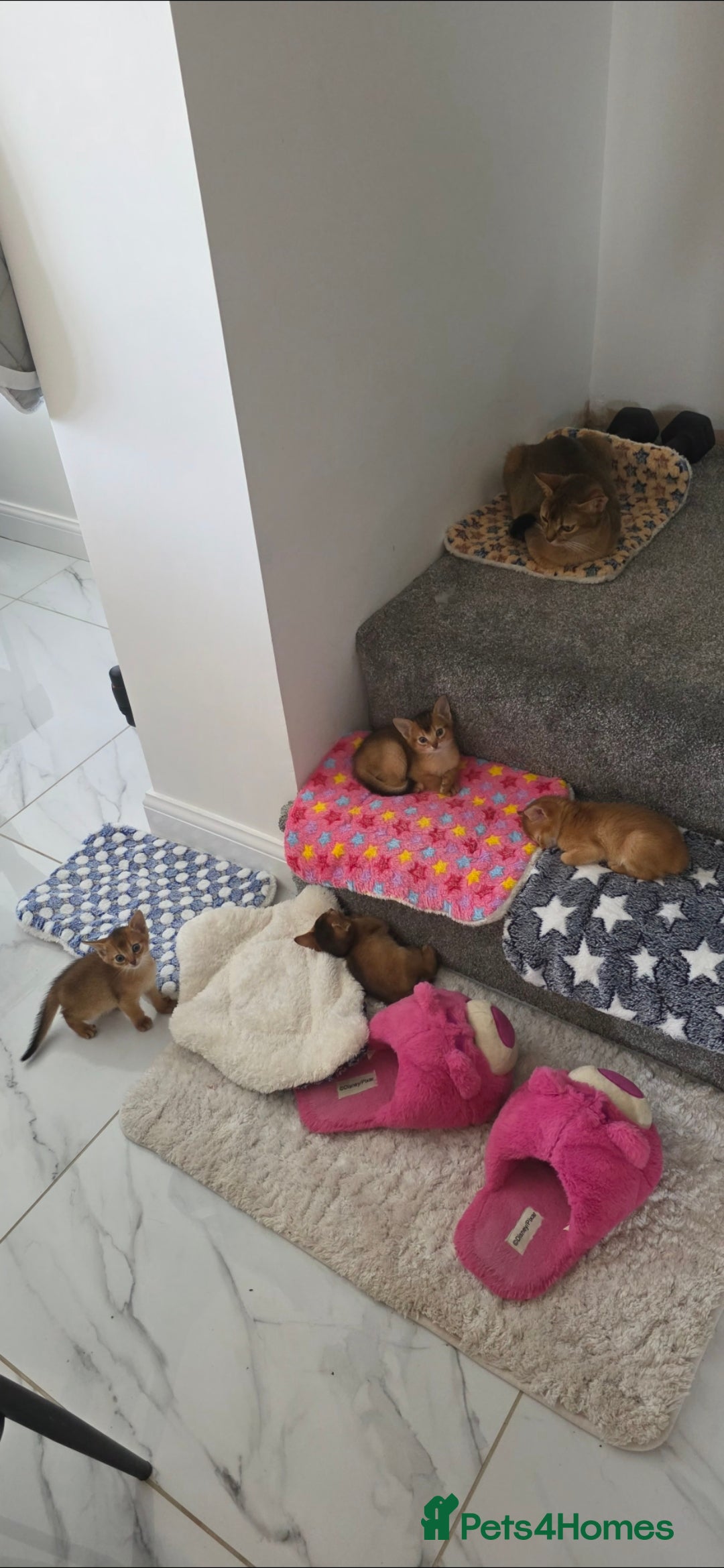 Abyssinian cats for sale: Adorable Abyssinian Kittens - Image 10