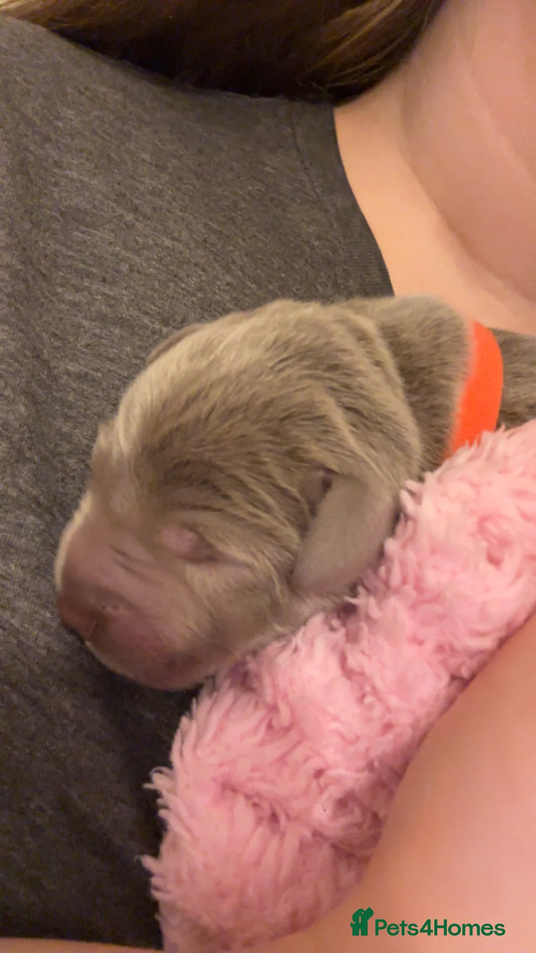 Labrador Retriever dogs for sale: Gorgeous Silver Labrador Puppies For Sale! - Advert 28