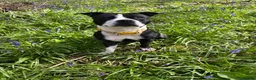 Mixed Breed dogs for sale: Staffordshire bull terrier cross  - Advert 5