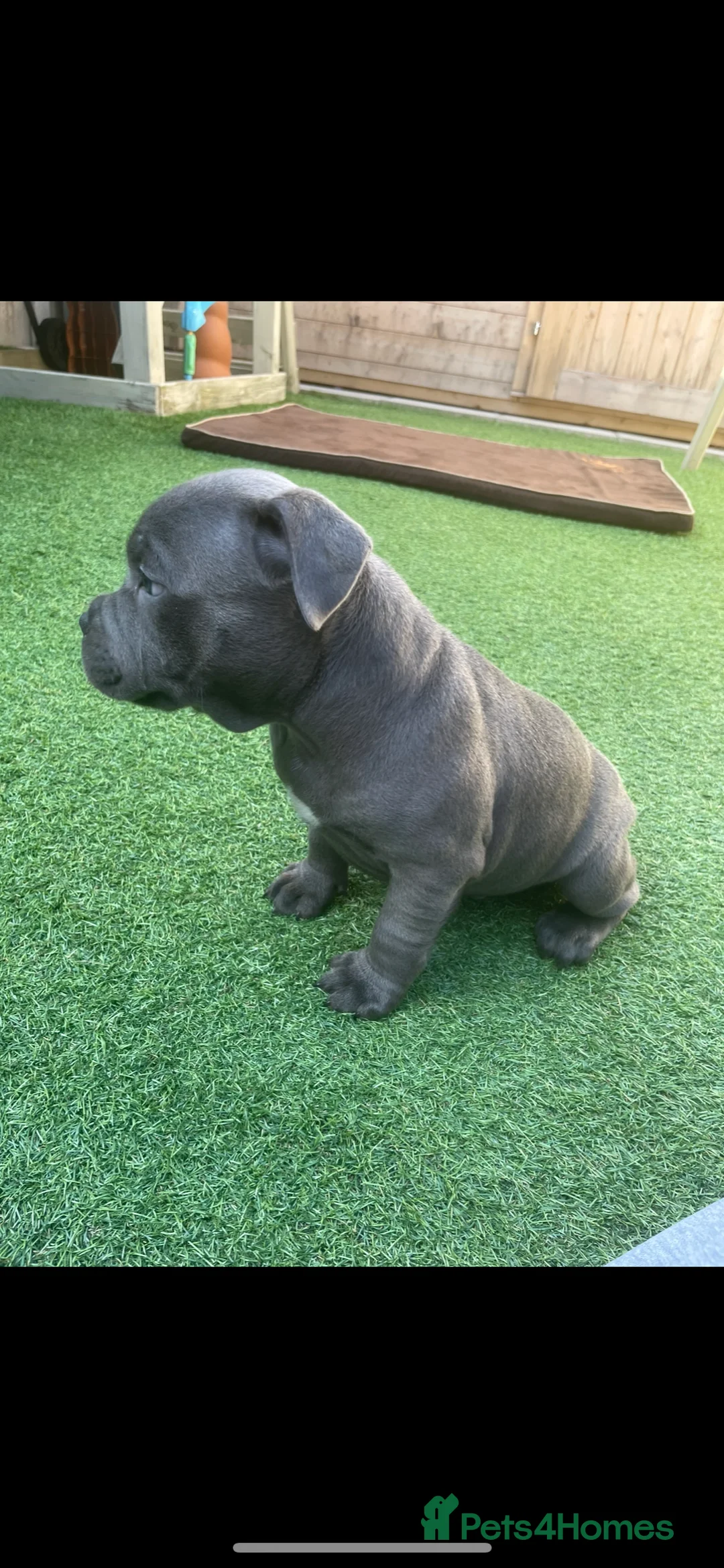 Staffordshire Bull Terrier dogs for stud: *THE UK'S TOP PRODUCING BLUE CHAMPION* in Faversham - Advert 16