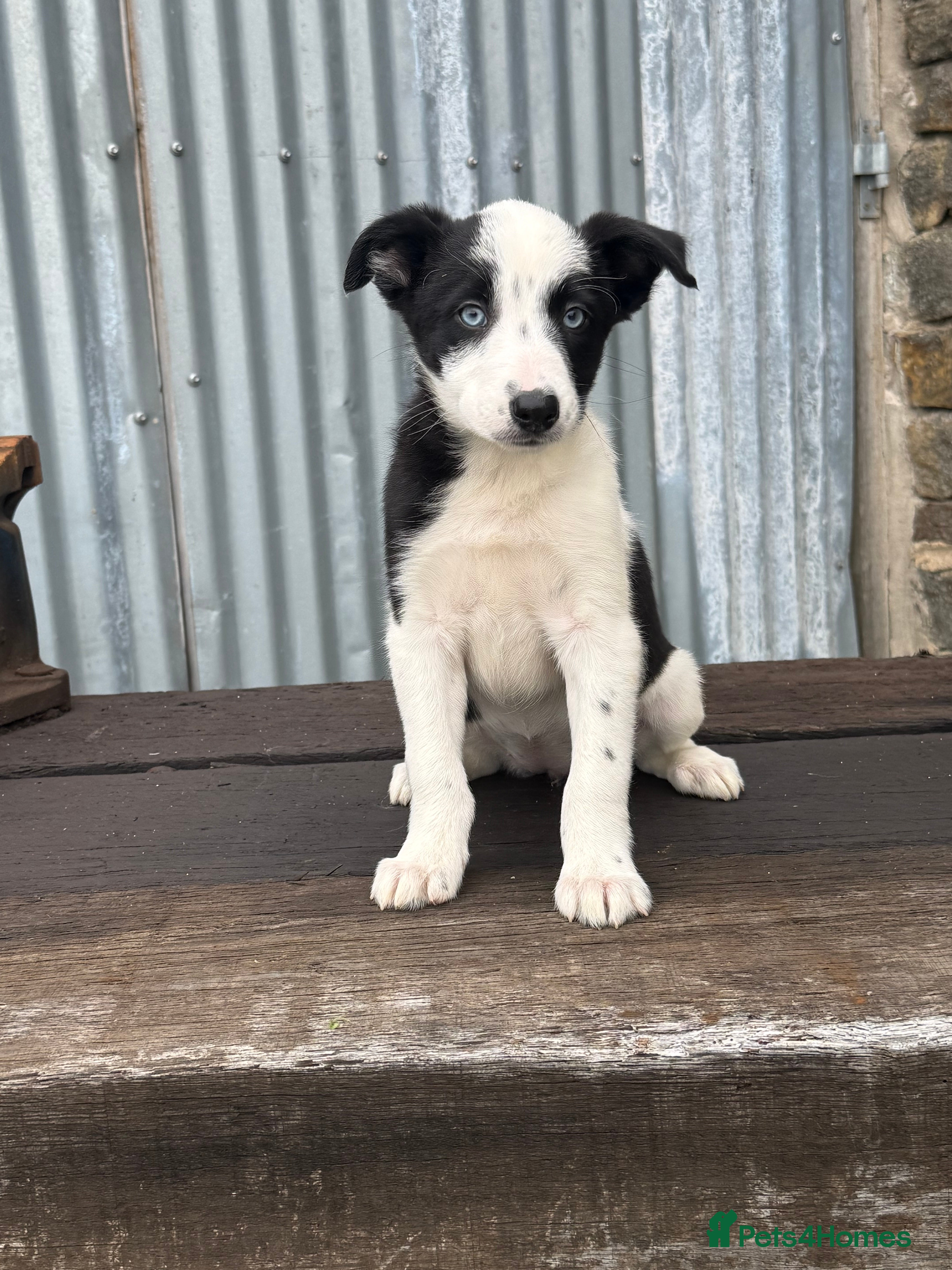 Border Collie dogs Stunning Blue & white / black & white pups - Advert 2