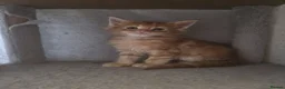 Maine Coon cats for sale: Maine Coon Red Tabby Gingers - Advert 19