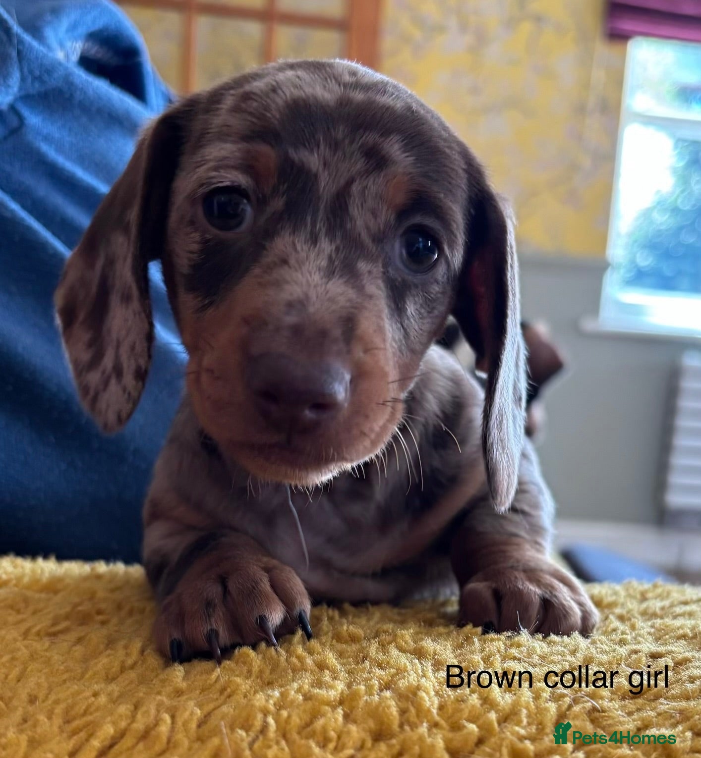 Miniature Dachshund dogs Gorgeous Litter of Miniature Dachshund Puppies - Advert 2