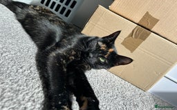 British Shorthair cats for sale: Female older cat - Image 2