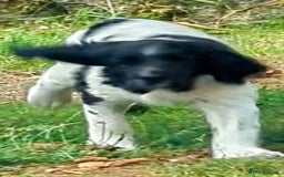English Springer Spaniel dogs for sale: Home bred English Springer Spaniel male puppy. - Image 2