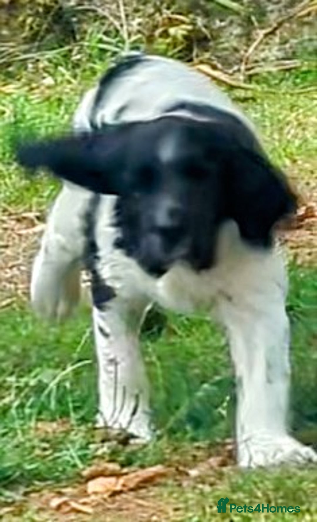 English Springer Spaniel dogs for sale: Home bred English Springer Spaniel male puppy. - Image 2