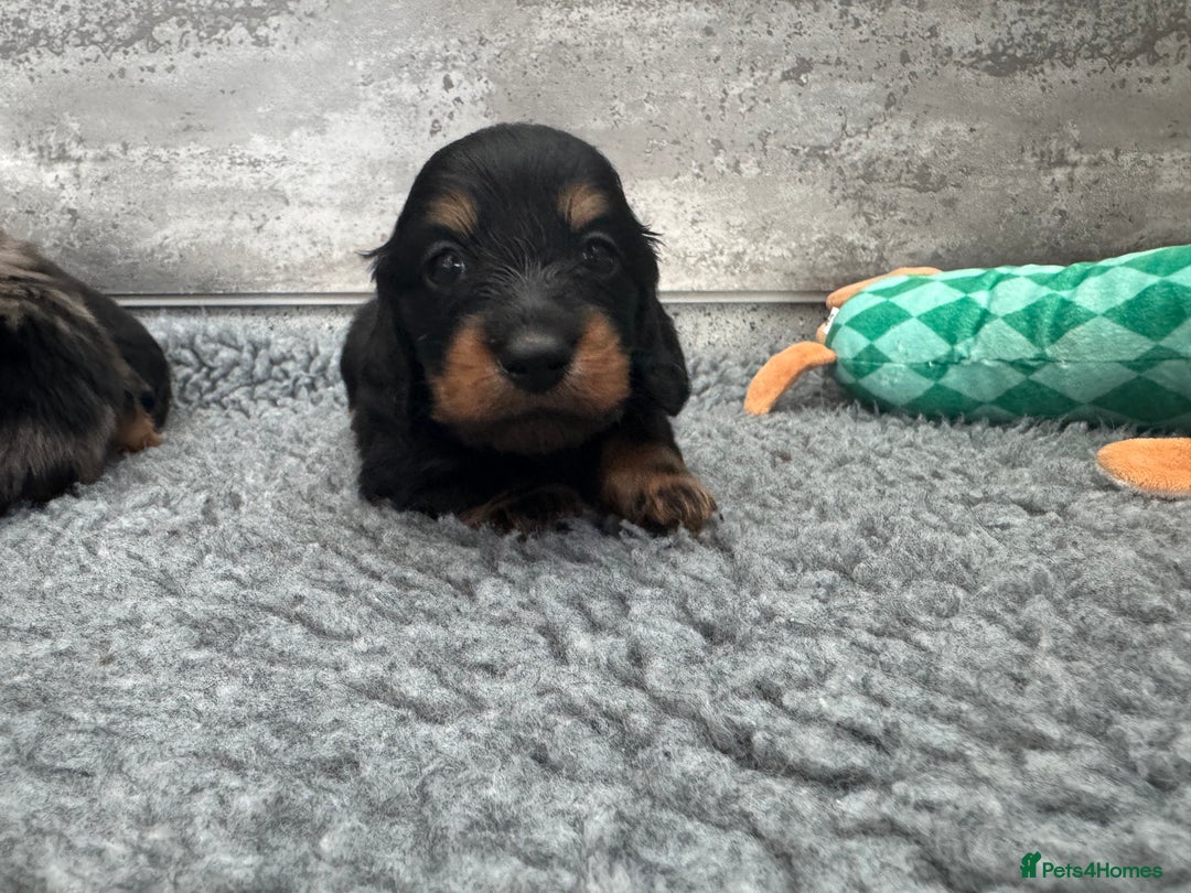 Miniature Dachshund dogs for sale: Ready now miniature long haired dachshunds in Stowmarket - Image 8