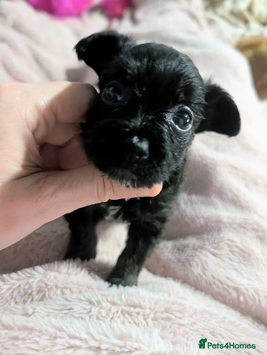 Chipoo dogs for sale: Adorable tiny chihpoo boy in Leeds - Advert 2