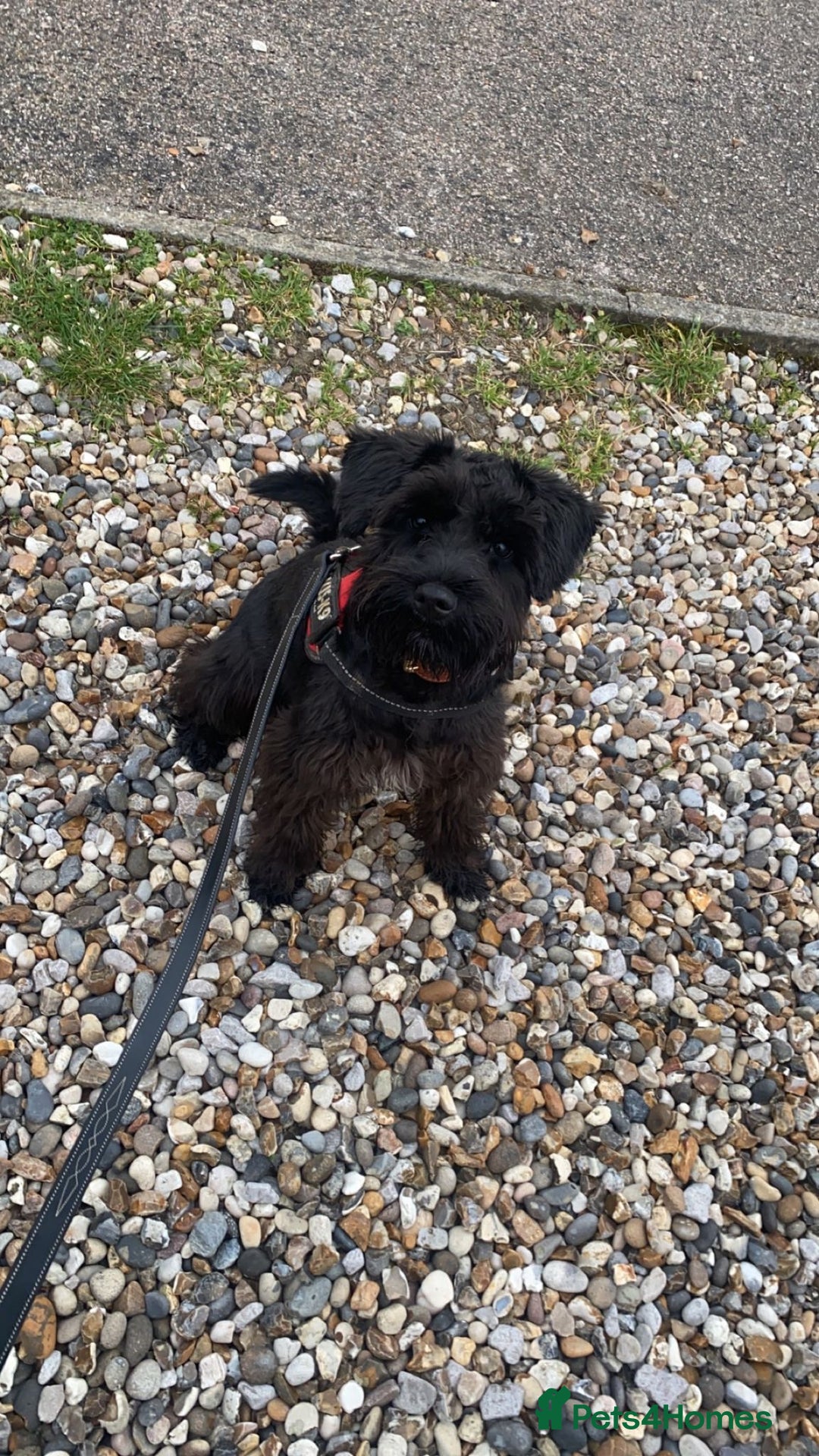 Miniature Schnauzer dogs for sale: Adult Female Miniature Schnuazer  - Image 1