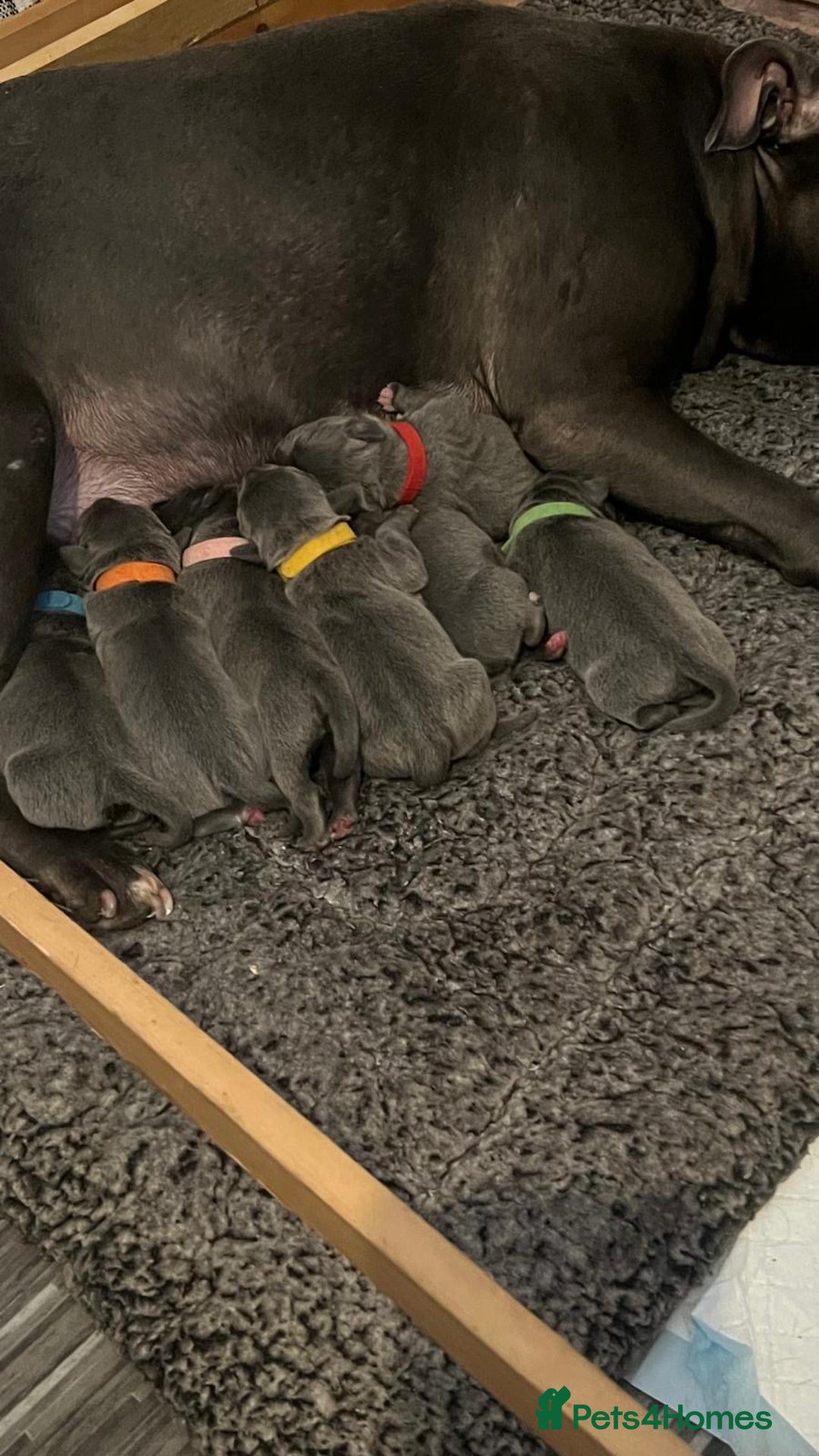 Staffordshire Bull Terrier dogs for sale: Staffordshire bull terrier puppies | blue staff - Image 9