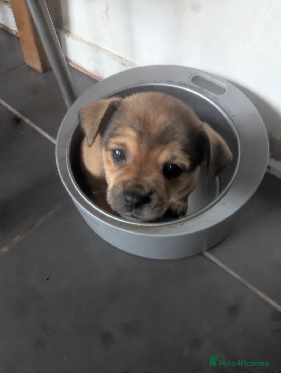 Mixed Breed dogs for sale: ShiChi x chihuahua frenchie pups - Image 4